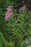 Swamp milkweed